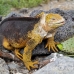 iguana_land_spz_h_0090_ecu1788.jpg